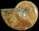 Polished Red Iridescent Ammonite - Wide #66658-1